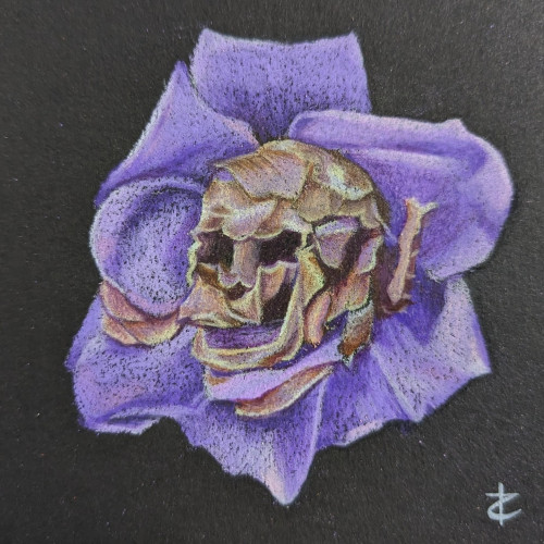 Illustration in colored pencil of a rose that has what looks like a skull in the middle of it but it's actually the decaying, browning petals that resemble a skull.