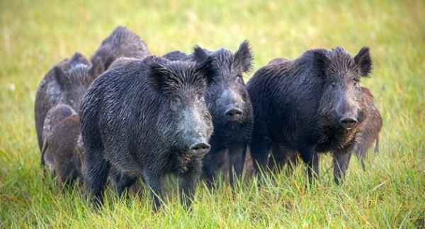 A picture of, not 30-50 feral hogs, nor the solitary one mentioned in the story's title, but less than 10 stood in a field, looking more than a little territorial.