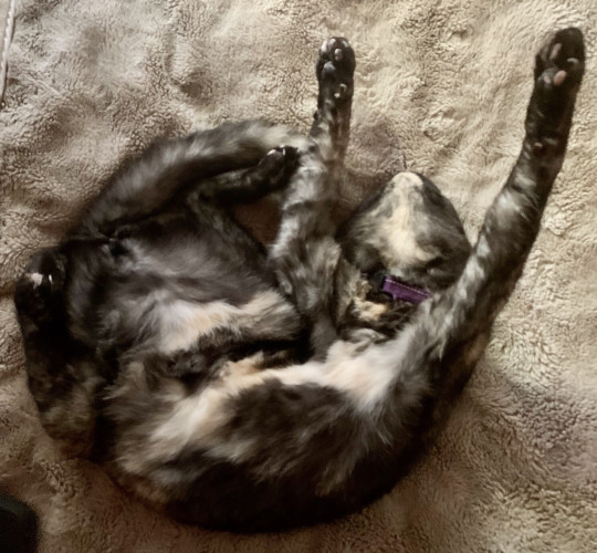 A tortoiseshell cat is fully relaxed on a fuzzy beige blanket.  She’s on her back, with belly exposed and front paws stretched into the air.