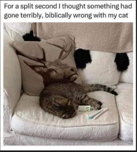 Text: "For a split second I thought something had gone terribly, biblically wrong with my cat"
Picture has a cat lying in front of a pillow that has a deer head on it (could be an elk?) but the way the cat is positioned it looks like the cat has the deer/elk's head.
