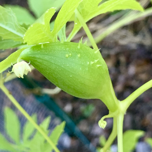 A water droplet shaped vegetable attached to the vine. The bulging part is where the stem is and the pointed end is where the small greenish white flower is. On the bulgy side are thorns that look menacing but are actually soft and rubbery besides being edible. 

In the background, you can see dirt and multi-lobed leaves. 
