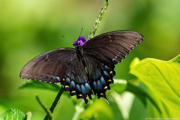 A dark morph eastern tiger swallowtail with black wings, blue scales and small orange dots perched on a purple flower with a green background.