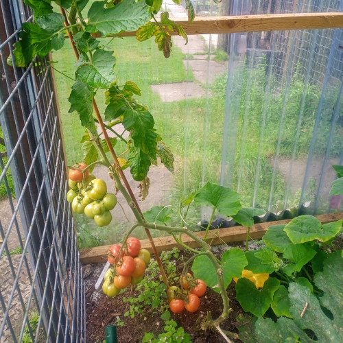 A photograph showing tomatoes growing and ripening in a greenhouse.