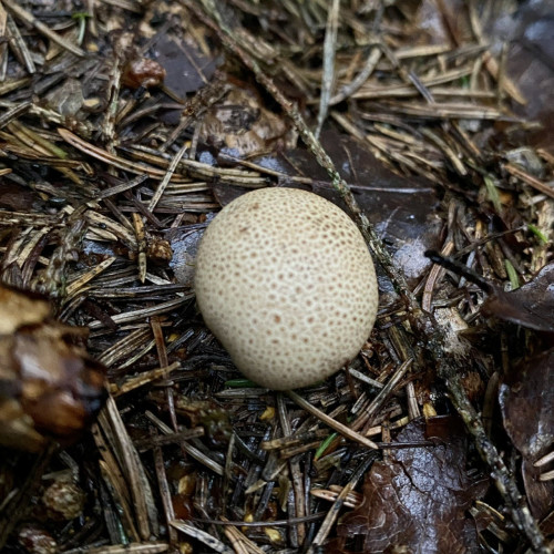 Death mushroom 