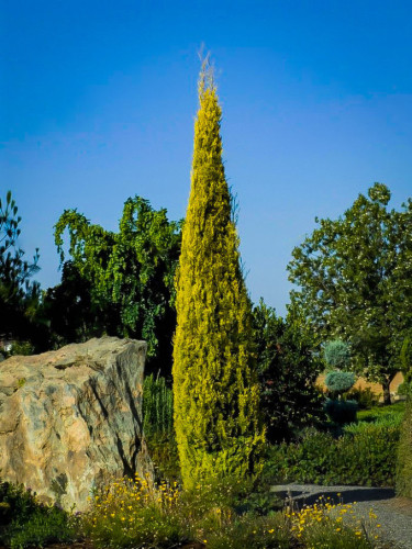 A cypress tree next to a rock against a blue sky with other trees in the background.