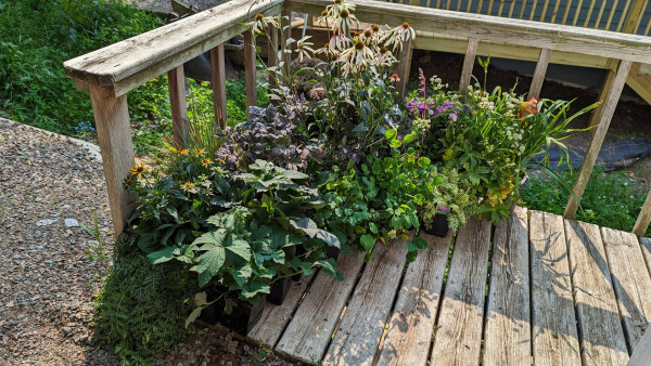 A group of 35 plants all stacked up together on a wooden deck.