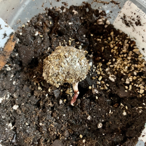 A germinated seed of a dwarf cashew sitting on top of dirt in a recycled plastic cup. It’s covered by vermiculite so looks gold-ish and sparkly. Some of the vermiculite is scattered over the dirt. The root is white and has some reddish color and is pointing towards the bottom of the pic. 

After the pic was taken, it was covered by dirt and another plastic cup was put over top to create a humidity dome.