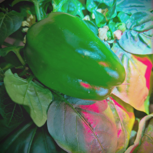A green sweet pepper still on the plant.