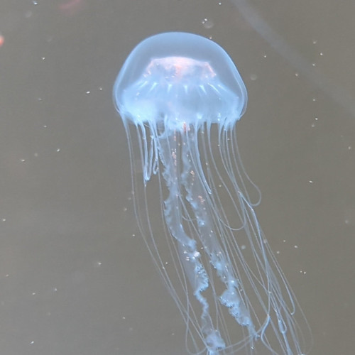 jellyfish@lemmy.world Icon