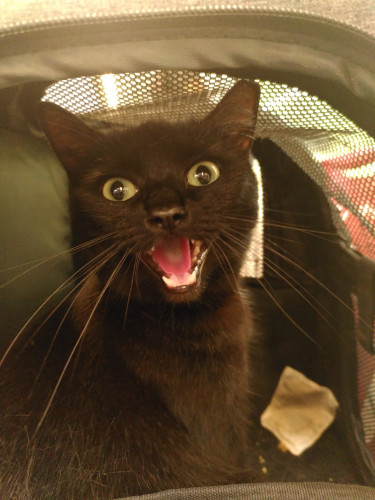 Emilia, a black cat with green eyes, sits in pet backpack, her eyes and mouth wide open, showing her dark pink tongue and sharp little fangs.