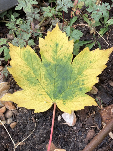 Outside daytime. Close up of a maple leaf which is turning yellow, still green with yellow bleed in the middle of the leaf.