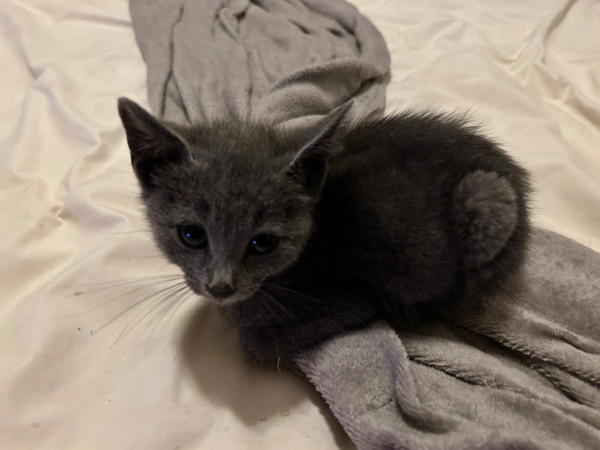 A small, maybe 6 or 7 week old Russian Blue kitten loafed on a blanket.