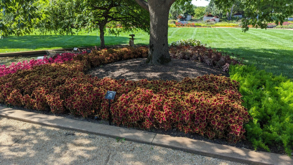 A large bed of coleus surrounds a large tree trunk with green lawns behind it. The coleus is red and gold - There is a label saying Volcanica Collection Solar Flare.