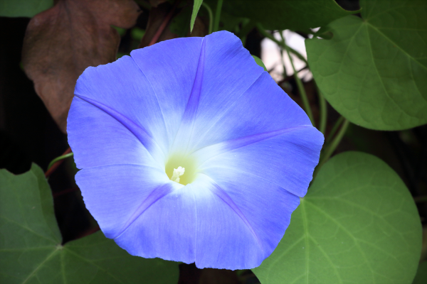 A large, bright blue morning glory flower with a white centre. There are green leaves in the background.