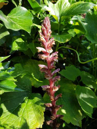 Brownish-red inflorescence of an Ivy Broomrape is seen amidst green foliage of Ivy and Japanese Anemone