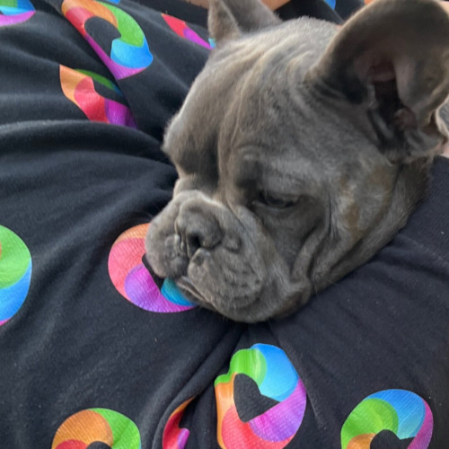 My partner wearing circa 2021 Pixelfed holding Blu the French bulldog