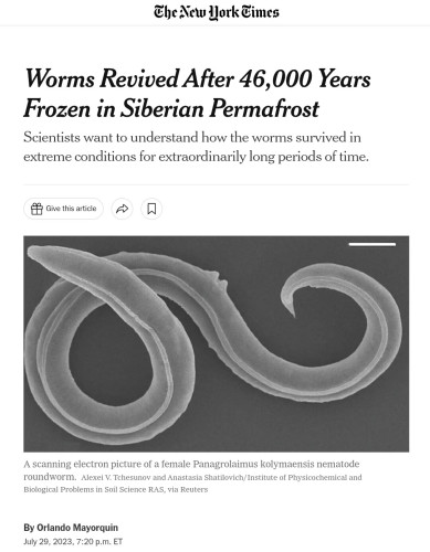 Screenshot of linked NYT article

Che New lork Cimes
Worms Revived After 46,000 Years
Frozen in Siberian Permafrost
Scientists want to understand how the worms survived in
extreme conditions for extraordinarily long periods of time.
Give this article
A scanning electron picture of a female Panagrolaimus kolymaensis nematode
roundworm. Alexei V. Tchesunov and Anastasia Shatilovich/Institute of Physicochemical and
Biological Problems in Soil Science RAS, via Reuters
By Orlando Mayorquin
July 29, 2023, 7:20 p.m. ET