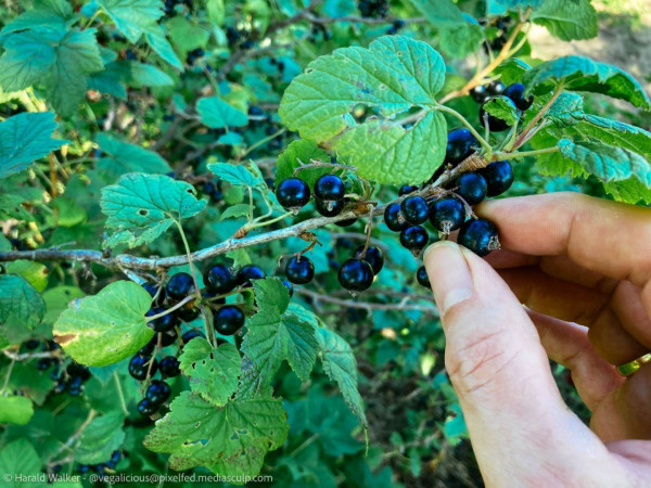 Man checking ripeness of blackcurrant berries