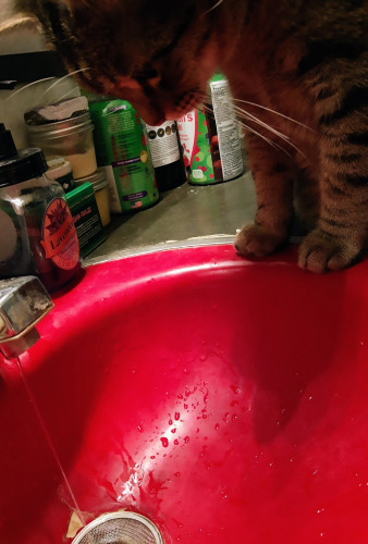 A chonky grey tabby watches water drizzle from the edge of the sink 