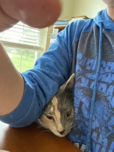 Calico cat trying to shove herself under her human’s arm to get at the table where human is eating breakfast. 