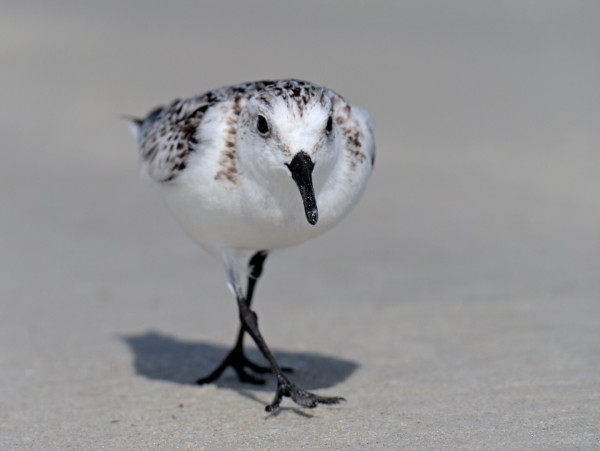 A sanderling running on the sand