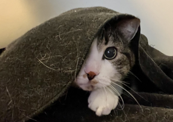 A grey and white tabby cat partly under a fleece blanket covered in cat fur. The blanket is draped over her so that her whole body and part of her face are covered. Poking out is a little nose, one ear, one paw, and half her whiskers. Her one visible eye is WIDE and playful. 