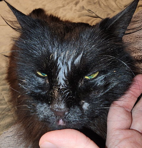 Photograph of a black cat sitting on a bed with a green comforter and blue body pillow partially visible. She is resting her head on my left hand, mostly on my fore finger while she opens her mouth to lick my thumb. Her eyes are half closed due to the flash.

Her face is covered in dried bits of cat food. There is a bald patch on her left cheek near the base of the whiskers.