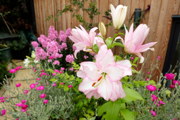 A collection of pink flowers in the garden centring on a pale pink lily with darker pink petal edges