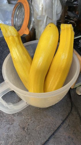 Three golden courgettes (zucchini) in a plastic jug behind is a jar of goose feathers (OH makes quills). 