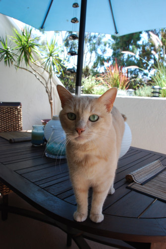 Blondish orange tabby looking into the camera a bit too close. He is on a table outside on a patio. His name was Guy.