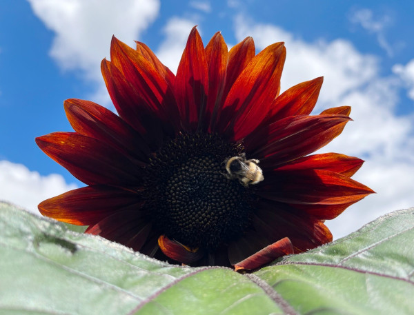An orange and red sunflower in bloom, in which a bee is collecting nectar