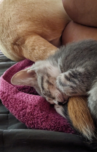 Silver and gray domestic shorthair kitten named Kaze (Japanese for 'The Wind' cuz he's all over the place) falls into a peaceful sleep while tightly hugging the tail of Pauncho, a tan Corgi-Golden Lab dog.