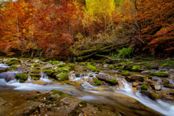 Se puede ver un río en primer plano y detrás un bosque con colores de otoño.

You can see a river in the foreground and a forest with Autumn colors in the background.