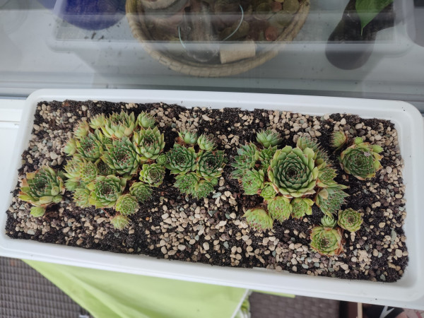 A groups of Sempervivium in a white flower box on a shelf on a balcony with a window behind them.