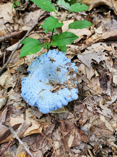 Blue mushroom coming up from dead leaves
