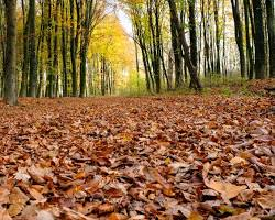 Autumn Leaves on a forest floor