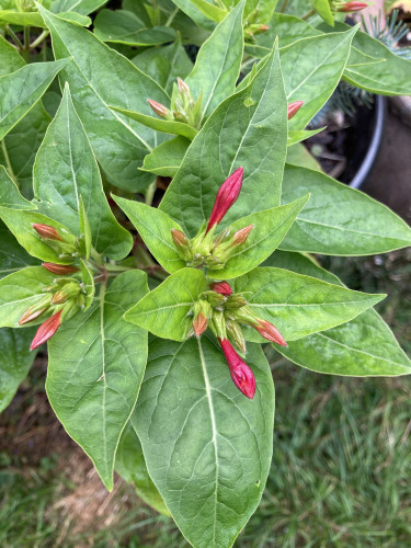 Outside daytime. Close up of 4 o'clock flowers in bud. They have alternating lancet leaves in dark green. The bright red buds are tubular & poke out horizontally from the main stem. 