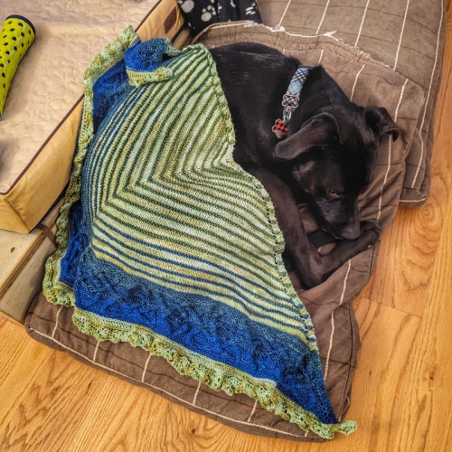 A knitted shawl has been draped over Hatch, a black lab mix dog who is curled up on a dog bed. The shawl is features stripes, a large celtic cable motif and a lace edge, which looks more like a ruffle in the photo because it hasn't been blocked.