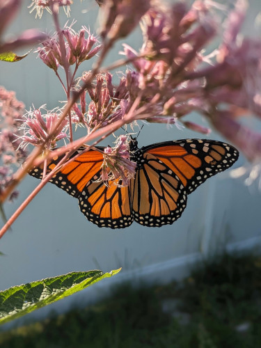 Monarch butterfly with wings open, sun illuminating the left wing, hanging from a pink Joe pye weed flower.

While my son and my mom were picking blueberries, I was watching this monarch butterfly flutter around the joe pye weed and managed to get close enough to get a picture.