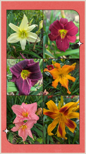 Six photos of day lily flowers.  White, dark pink, deep purple, orange, light pink and yellow -orange with red blotches on each petal.
