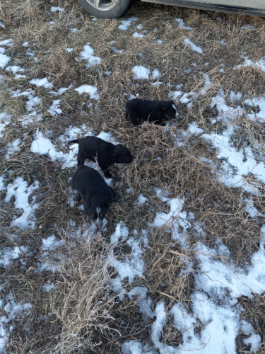 3 tiny black puppies walking on dried grass with a bit of snow