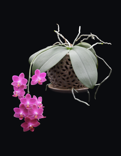 Portrait photo of a pink mini Phalaenopsis orchid against a black background. There are nine colourful flowers on its hanging flower spike. (One of the flowers is hidden behind the others.)