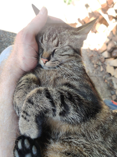 A black and grey tabby cat sleeping, snuggled to a naked arm, the head resting in the palm of the hand

(the background is heavily overexposed tiles and cut wood, picture quality overall not good)