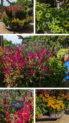 Collage of 5 photos. Upper left is a large tiered planter with several types of rudbeckia on the lower tier ranging from green blossoms to multiple shades of yellow. the upper part of the planter has tall plants with fuchsia pink plumes on top.
Upper right is rudbeckia with green flowers.  The largest middle picture is of the tall upper plant.
Lower left is a close up of the pink plumes with a name plate that shows it is Anigozanthos NEW Bush Gems Celebrations Masquerade.  Lower right are bright yellow rudbeckia flowers.