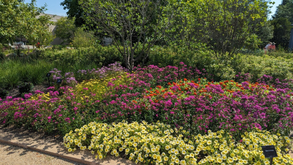 A garden bed with light yellow Bee's Knees petunias in the front with taller pink dianthus Pashmina Berry Red and orange zinnia Zydeco Fire behind them.