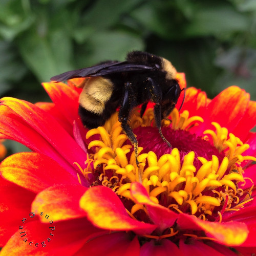 Close up of a bee on a red and gold zinnia. 
