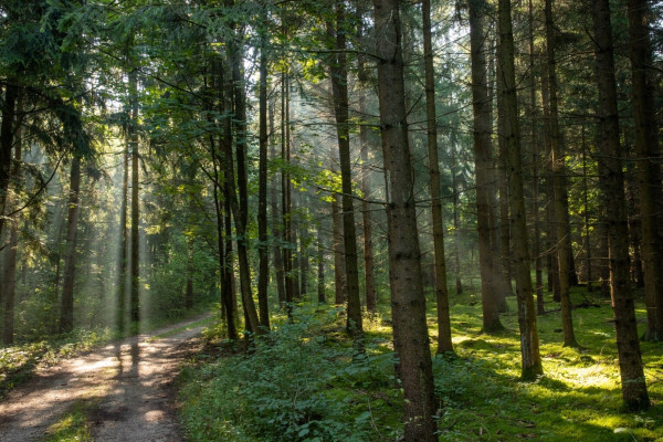 A forest with a path to the left. The trees and the ground are green and rays of the sun are shining through the treetops.