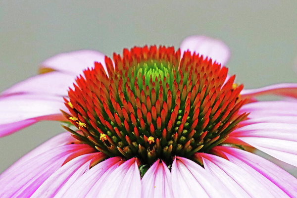Close up of the spines of the Purple Coneflower with greyish background