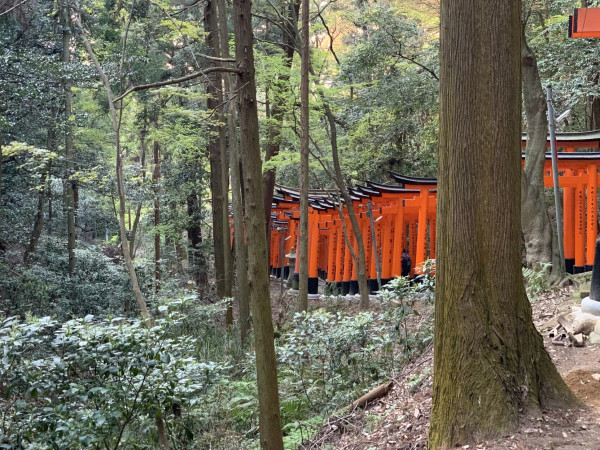 Colonnes rouge de temple dans une forêt. Kyoto. Japon