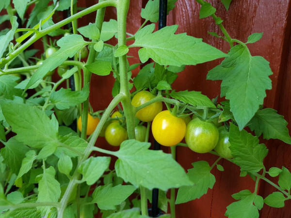 Partly unripe cherry-sized tomatoes is seen on a tomato plant against a backdrop of a brownish-red wooden wall.
